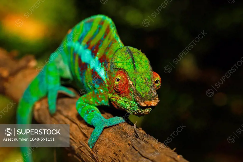 Panther Chameleon (Furcifer pardalis), Ankify colour variation, Madagascar, Africa, Indian Ocean