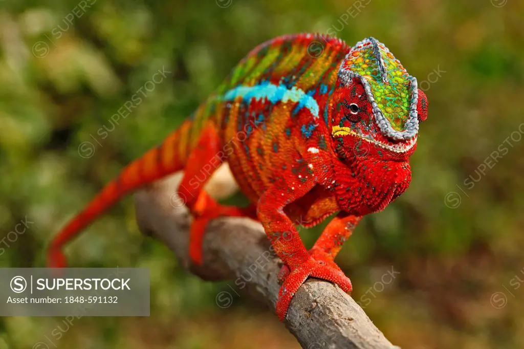 Panther Chameleon (Furcifer pardalis), Ambilobe-Ambilorama colour variation, Madagascar, Africa, Indian Ocean