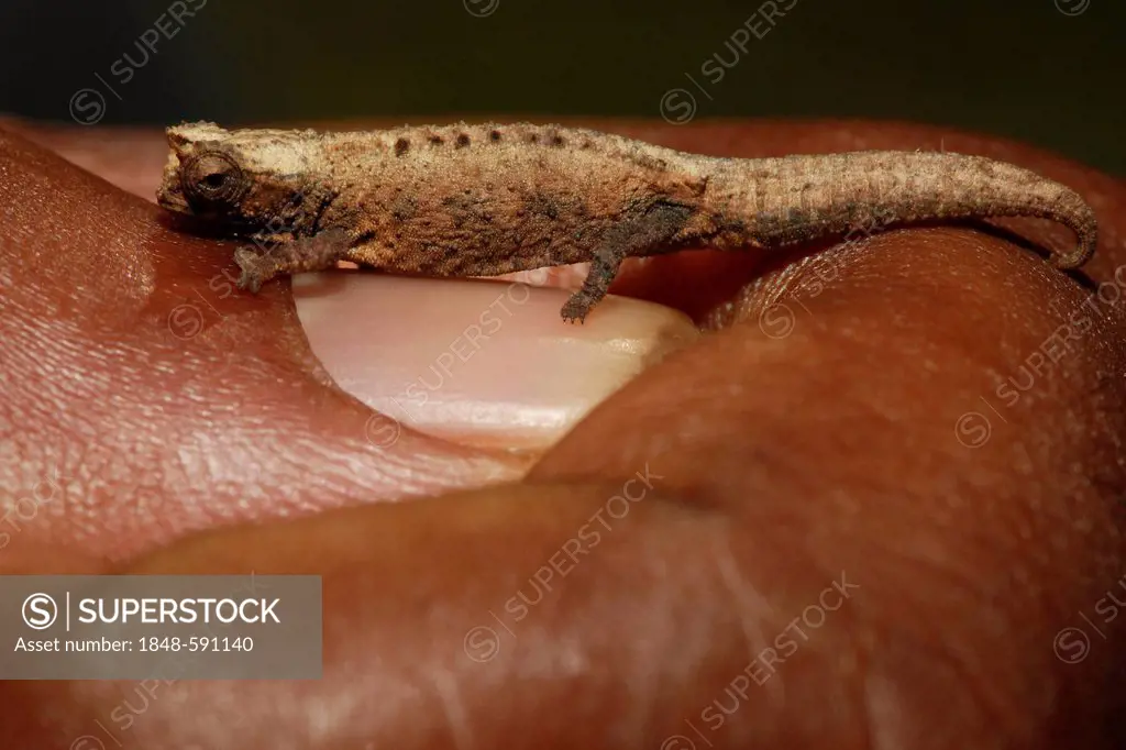 Leaf Chameleon (Brookesia tuberculata) sitting on a human hand, Montagne d'Ambre National Park, Madagascar, Africa, Indian Ocean