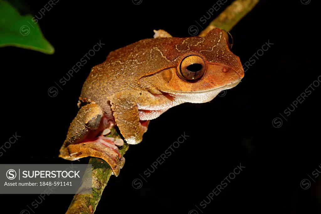 Madagascar Tree Frog (Boophis sp.), Montagne d'Ambre National Park, Africa, Indian Ocean