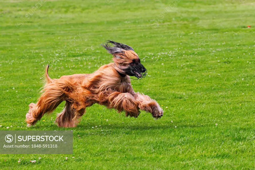 Male Afghan Hound dog (Canis lupus familiaris), running on coursing track