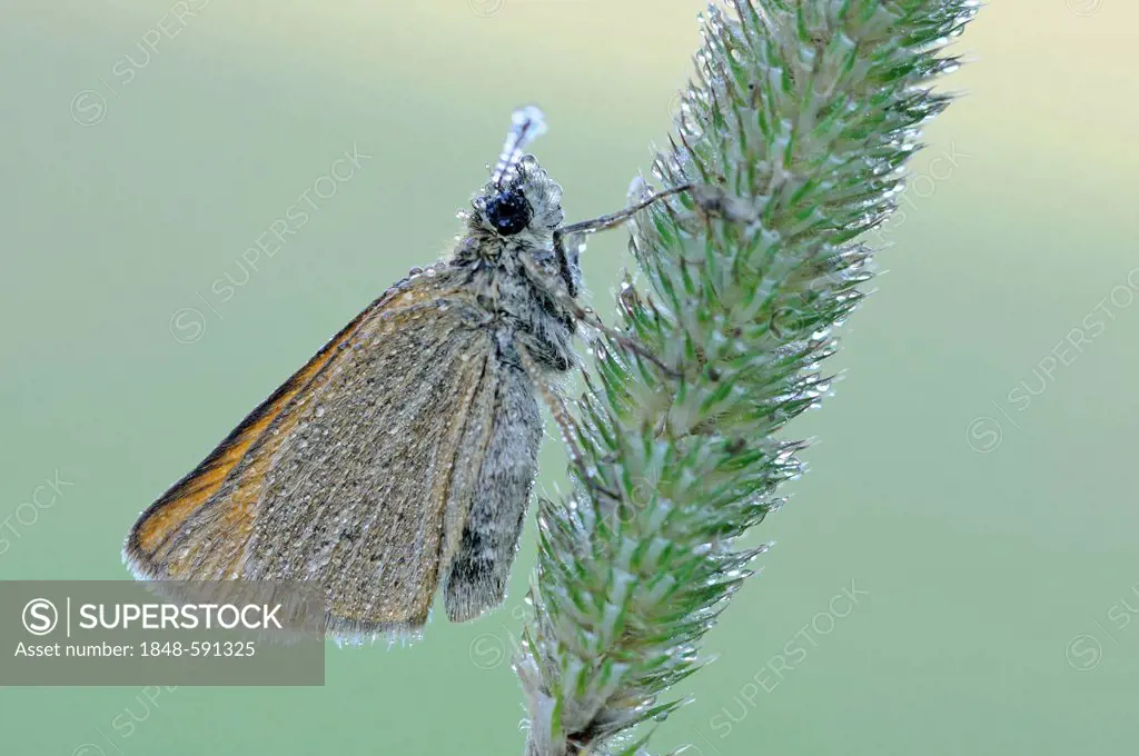 Skipper butterfly (Hesperiidae) with dewdrops, Elbe floodplain near Dessau, Saxony-Anhalt, Germany, Europe