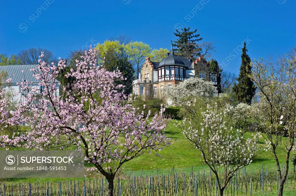 Almond tree blossom with Villa Emilienruhe mansion, Bad Bergzabern, Deutsche Weinstrasse, German Wine Road, Pfalz, Rhineland-Palatinate, Germany, Euro...
