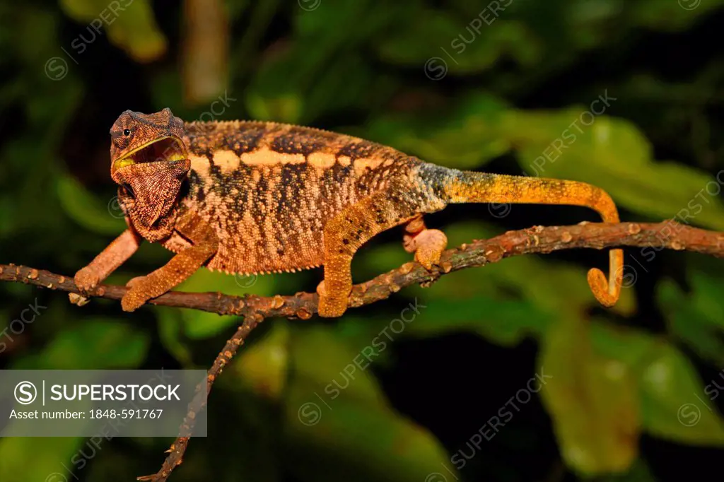 Panther Chameleon (Furcifer pardalis), female, Montagne d'Ambre National Park, Madagascar, Africa, Indian Ocean