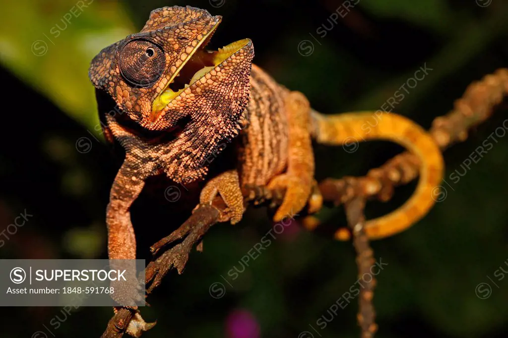 Panther Chameleon (Furcifer pardalis), female, Montagne d'Ambre National Park, Madagascar, Africa, Indian Ocean
