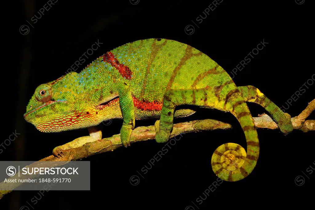 Very rare Glam-Rock-Lizard (Furcifer timoni), Montagne d'Ambre National Park, Madagascar, Africa, Indian Ocean
