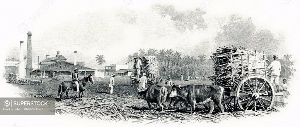 Detail of the illustration in the vignette of a historical stock certificate of a sugar mill, design showing sugar cane being loaded on a wagon drawn ...