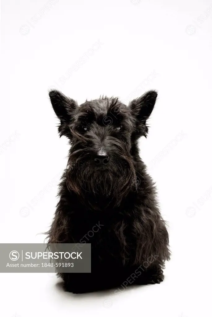 Scottish Terrier, black