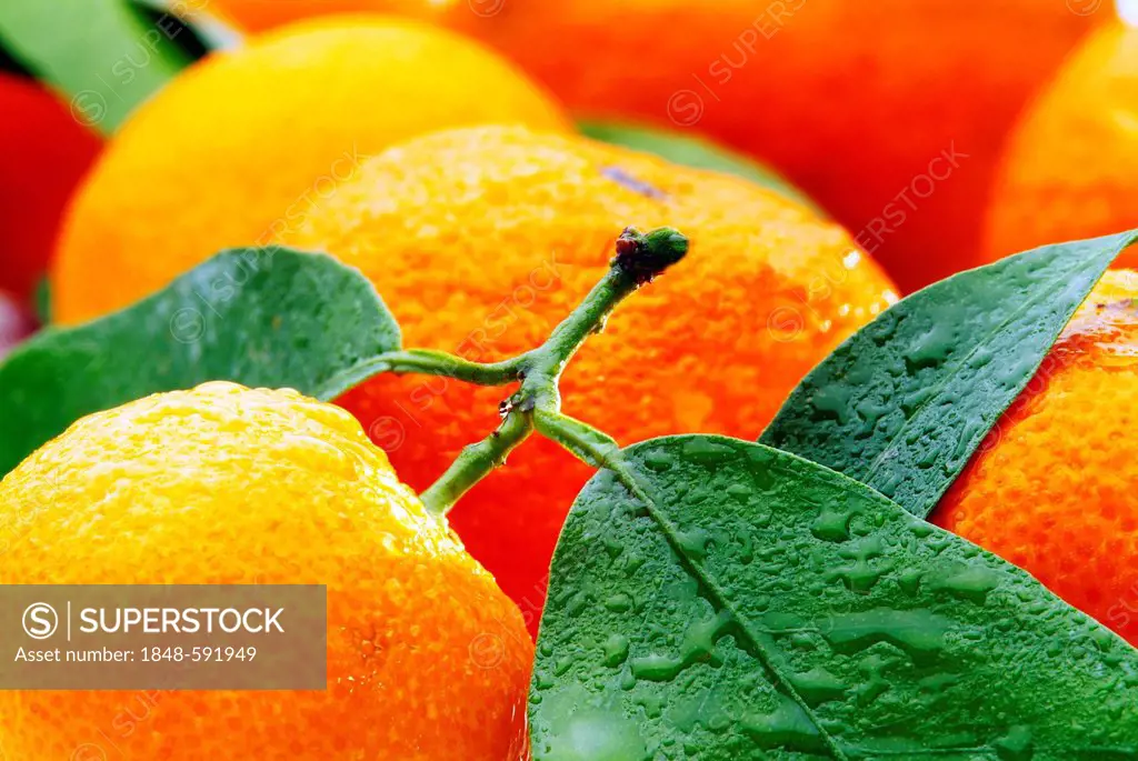 Bitter Oranges (Citrus × aurantium)
