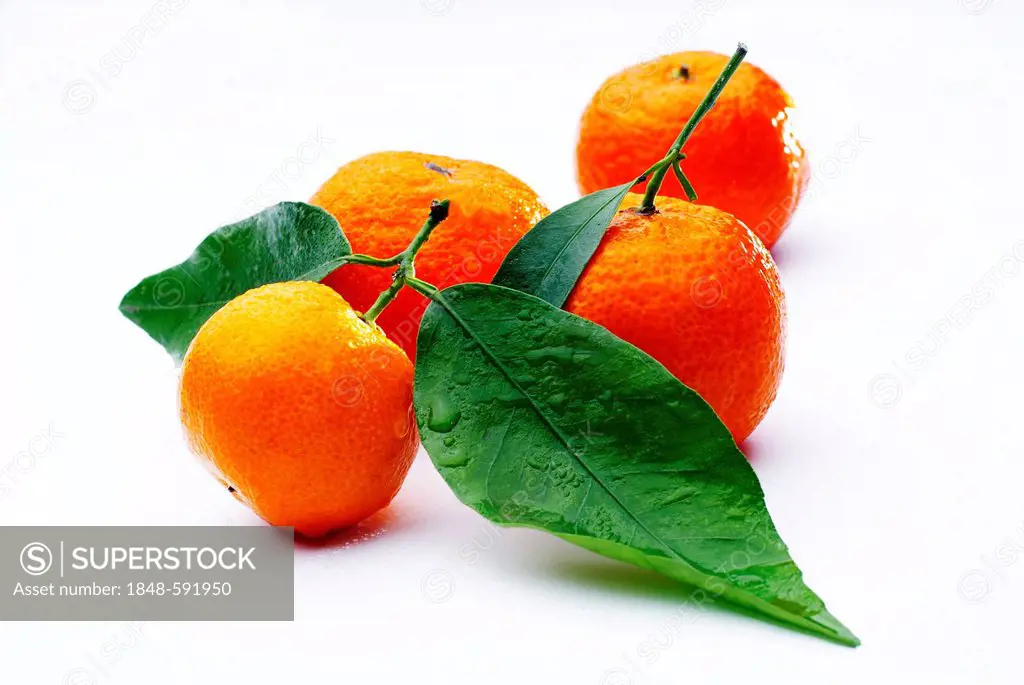 Bitter Oranges (Citrus × aurantium)