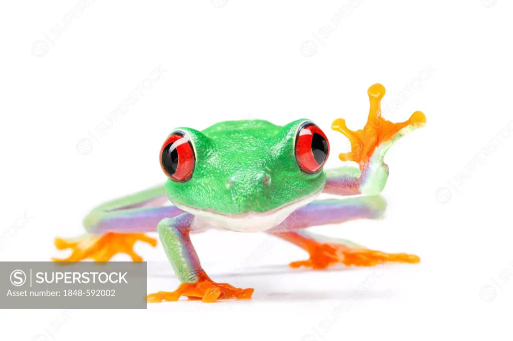 Waving Red-eyed Tree Frog (Agalychnis callidryas)