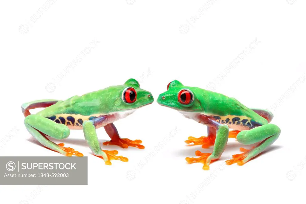 Two Red-eyed Tree Frogs (Agalychnis callidryas) sitting opposite one another