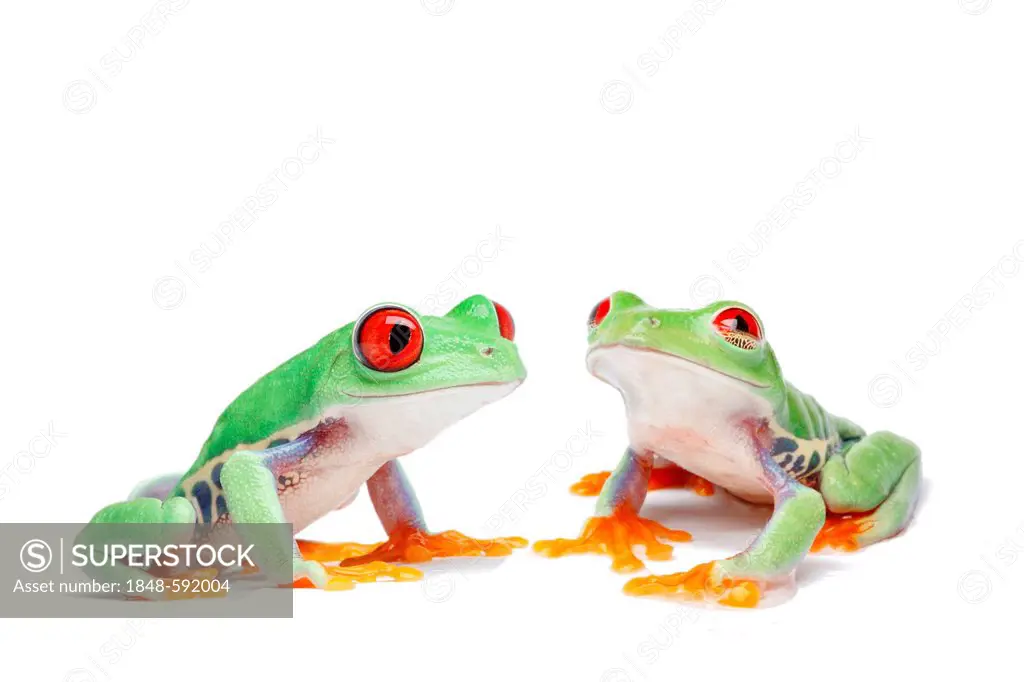 Two Red-eyed Tree Frogs (Agalychnis callidryas)