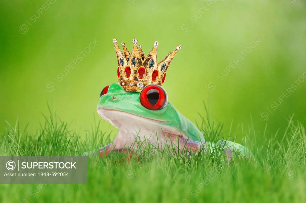 Frog wearing a crown in the grass