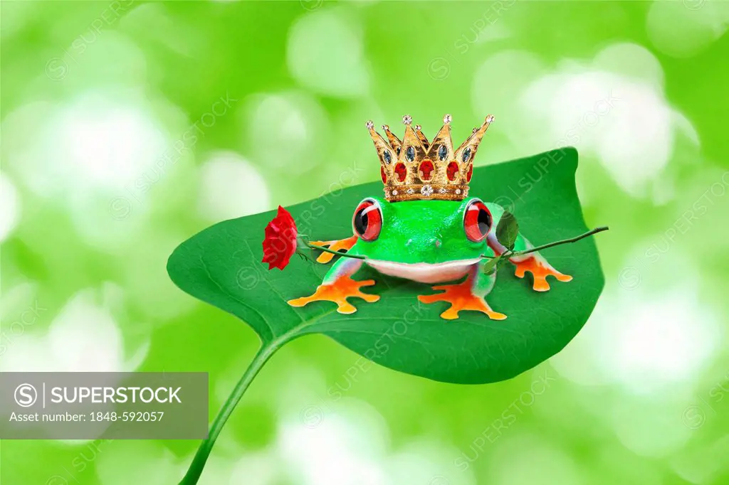 Frog wearing a crown sitting on a leaf