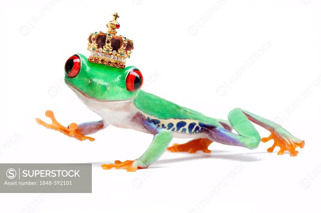 Waving Red-eyed Tree Frog (Agalychnis callidryas) wearing a crown