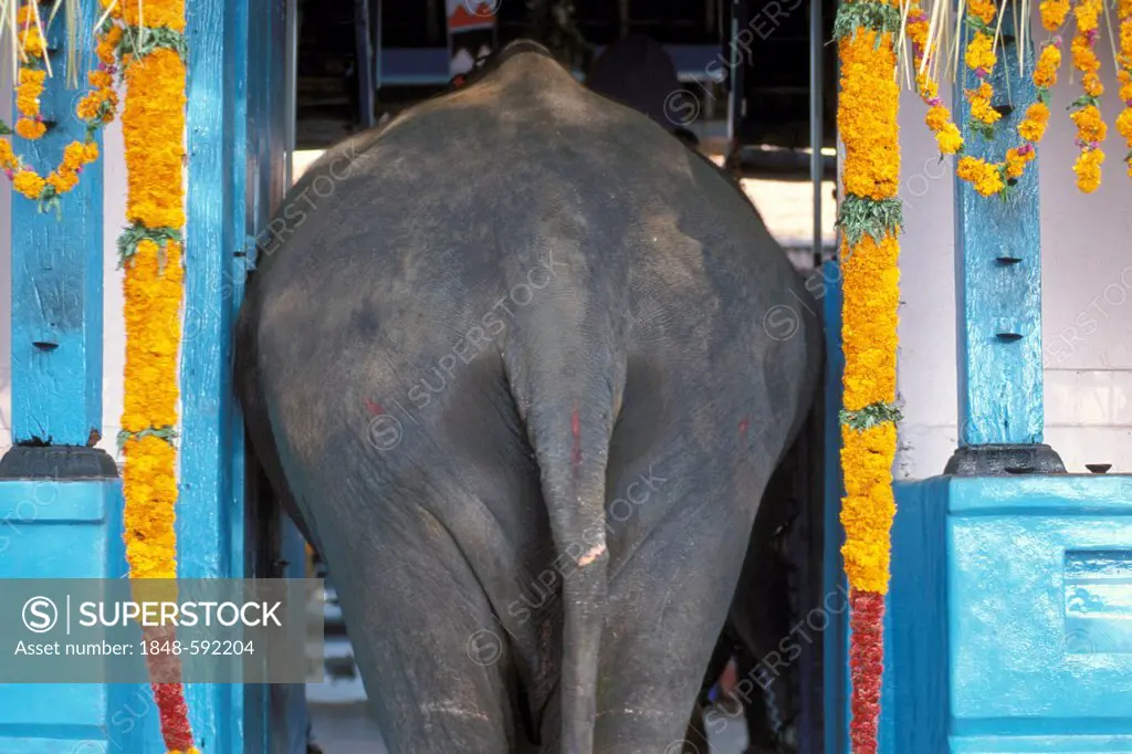 Elephant going through a temple entrance decorated with garlands of flowers, Sree Sastha Temple, Arattupuzha Pooram festival, near Thrissur, Kerala, S...