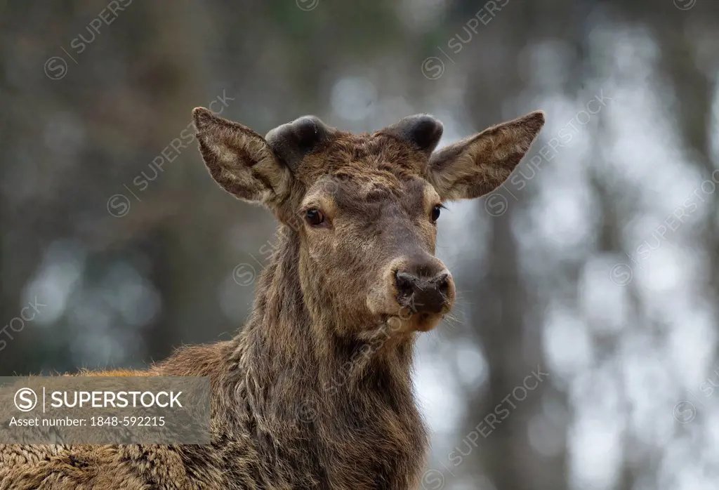Red Deer (Cervus elaphus), Vulkaneifel district, Rhineland-Palatinate, Germany, Europe