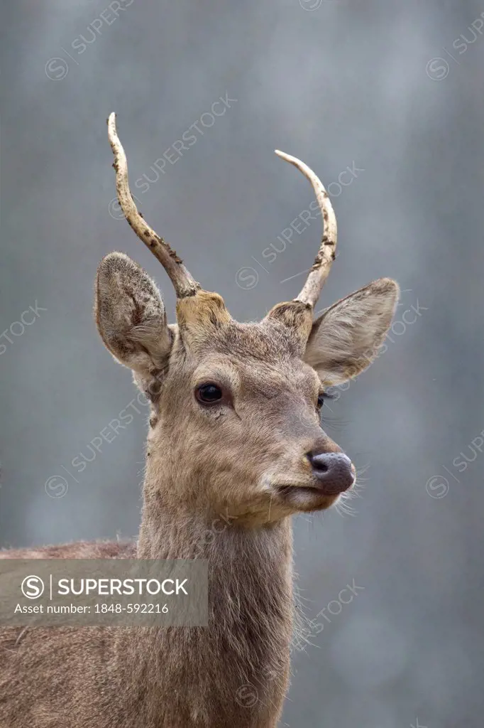 Young Sika Deer (Cervus nippon), Wildpark Daun, Rhineland-Palatinate, Germany, Europe