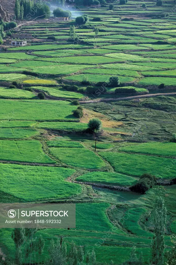 Fields, Likir, Ladakh, Jammu and Kashmir, North India, India, Asia