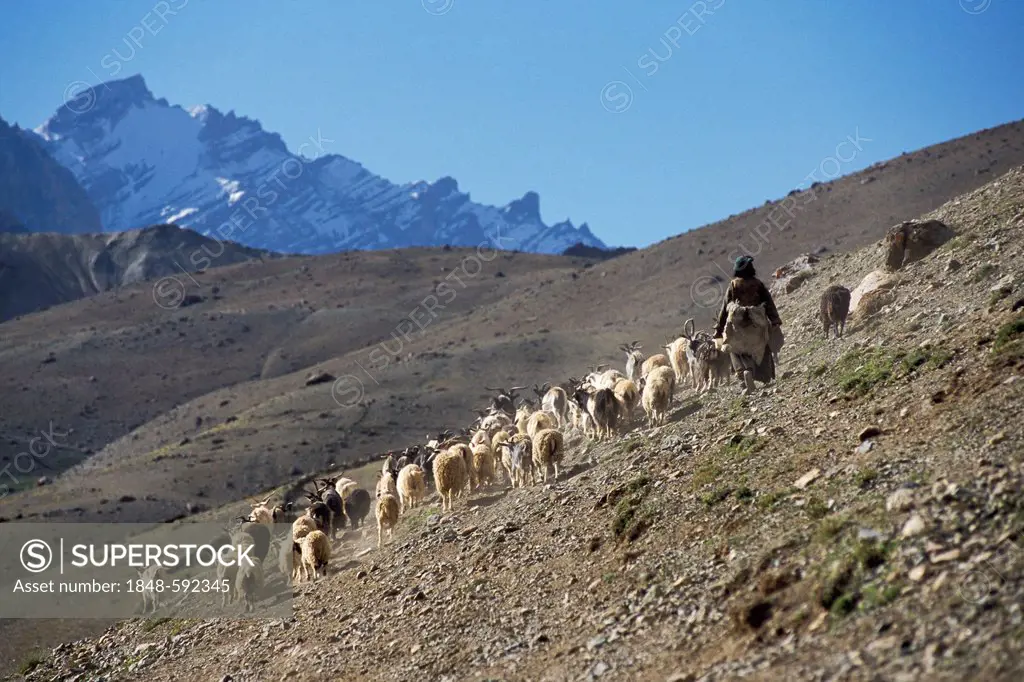 Goats, goat herd, girl, near Photoksar or Photaksar, Zanskar, Ladakh, Jammu and Kashmir, North India, India, Indian Himalayas, Asia