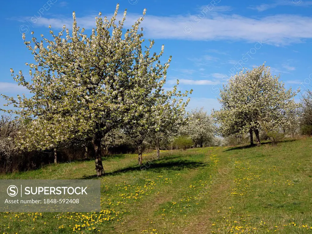 Blooming fruit trees in an orchard, Muehlberg, Thuringia, Germany, Europe, PublicGround