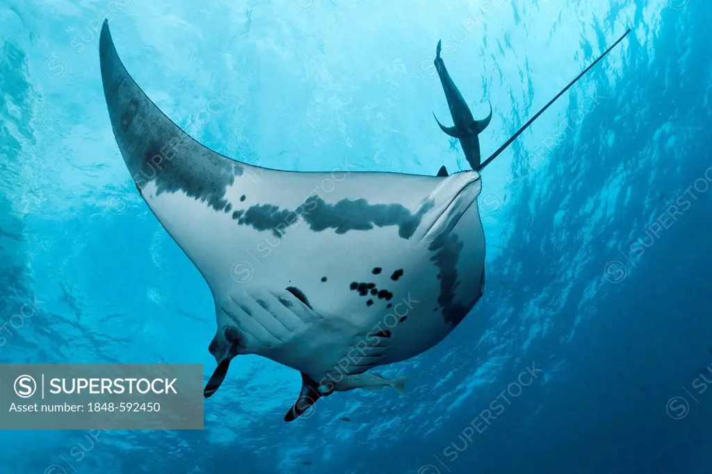 Giant Oceanic Manta Ray (Manta birostris), from underneath, with mackerel and remora, Roca Partida, Revillagigedo Islands, Mexico, America, Eastern Pa...