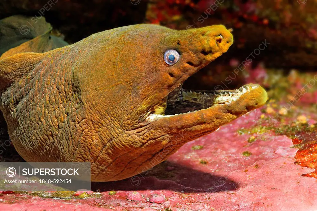 Panamic Green Moray Eel or Chestnut Moray (Gymnothorax castaneus), threatening gesture, Roca Partida, Revillagigedo Islands, Mexico, America, Eastern ...