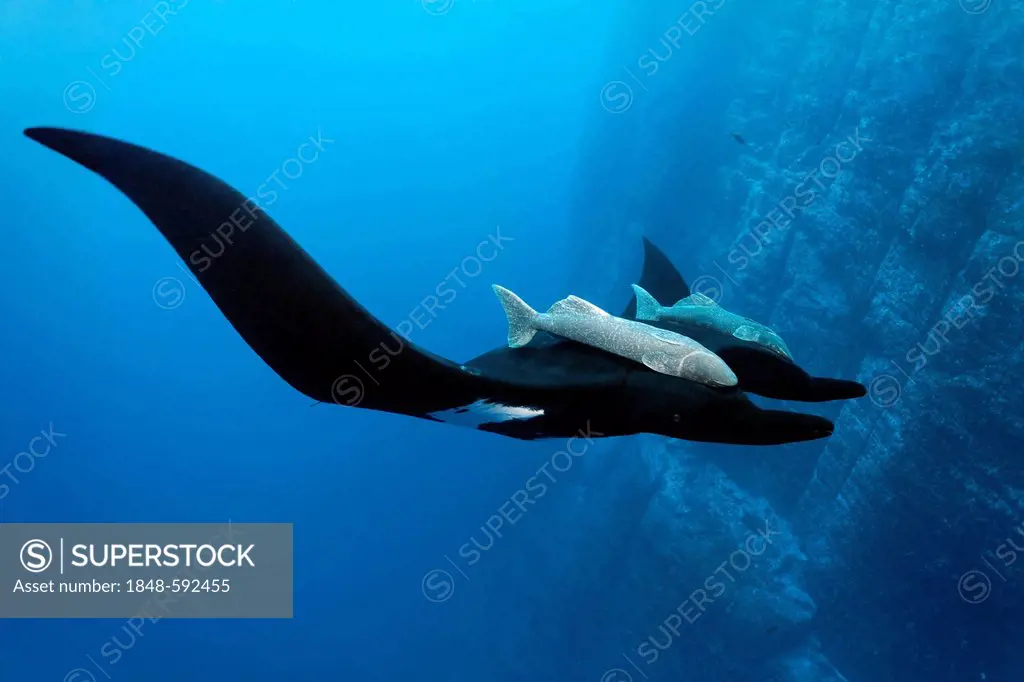 Giant Oceanic Manta Ray (Manta birostris), and Remora or Suckerfish (Remora remora), underwater cliff face, Roca Partida, Revillagigedo Islands, Mexic...