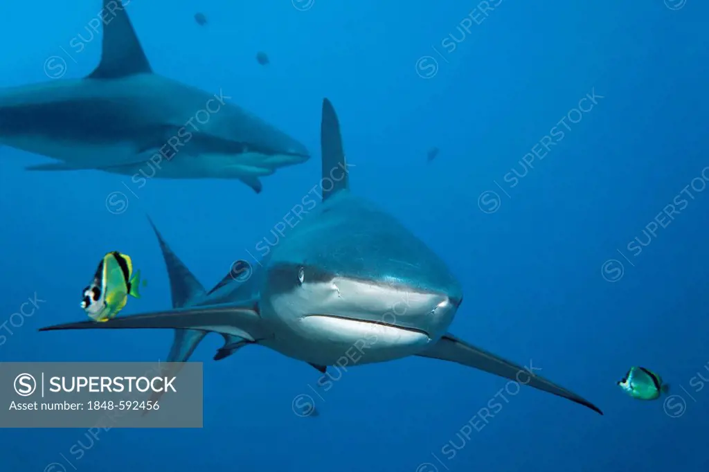 Galapagos Sharks (Carcharhinus galapagensis), with cleaner fish and blacknosed butterflyfish or barberfish (Johnrandallia nigrirotris), head-on view, ...