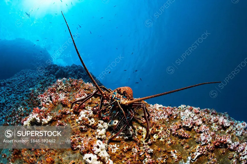 Green Pronghorn Spiny Lobster (Panulirus penicillatus) on rock with Pyramid Barnacles (Balanus trigonus), Roca Partida, Revillagigedo Islands, Mexico,...