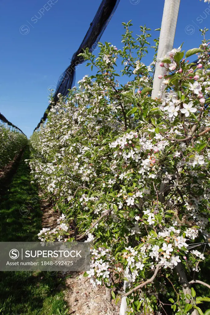 Apple blossom in an apple orchard, Puch near Weiz, Mt Kulm at back, Syria, Austria, Europe, PublicGround