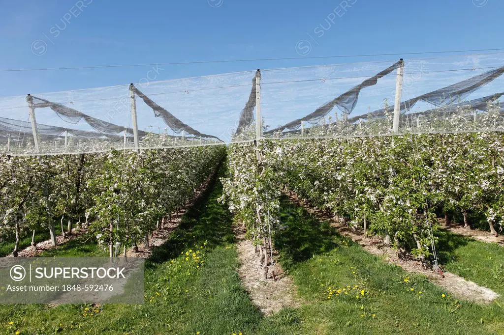 Apple orchard, apple blossom, Puch near Weiz, Mt Kulm at back, Syria, Austria, Europe, PublicGround