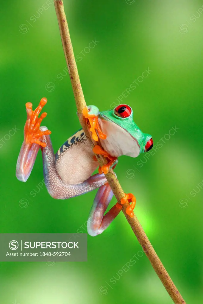 Red-eyed Tree Frog (Agalychnis callidryas) climbing a branch