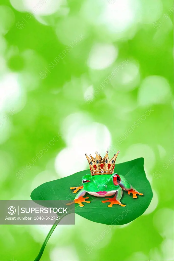 Frog wearing a crown sitting on a leaf