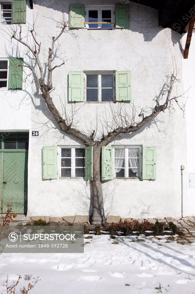 Tree on a house facade, winter, Mittenwald, Bavaria, Germany, Europe