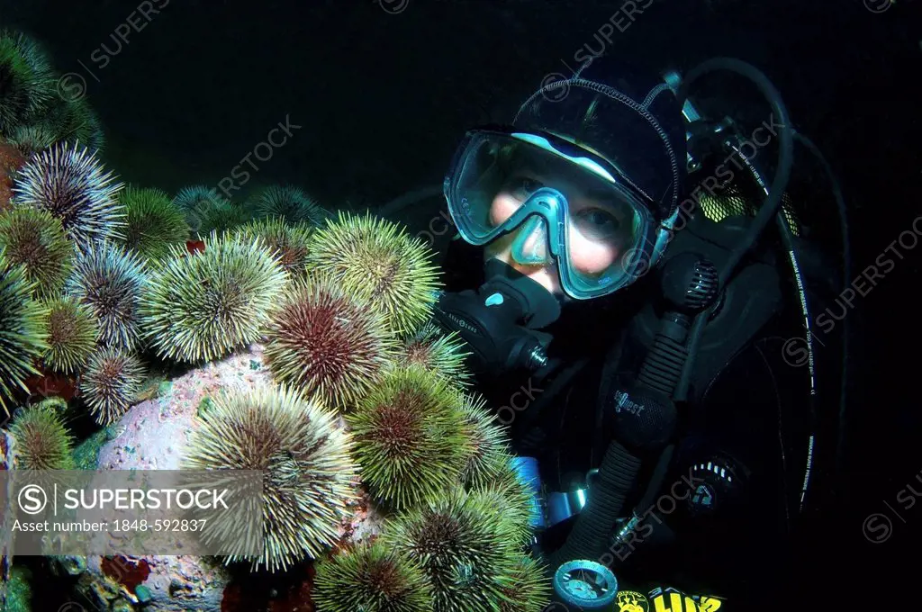 Diver and Green sea urchin (Strongylocentrotus droebachiensis), Barents Sea, Russia, Arctic
