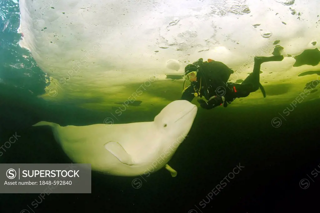 Diver and Beluga, White whale (Delphinapterus leucas), ice-diving, White Sea, north Russia, Arctic