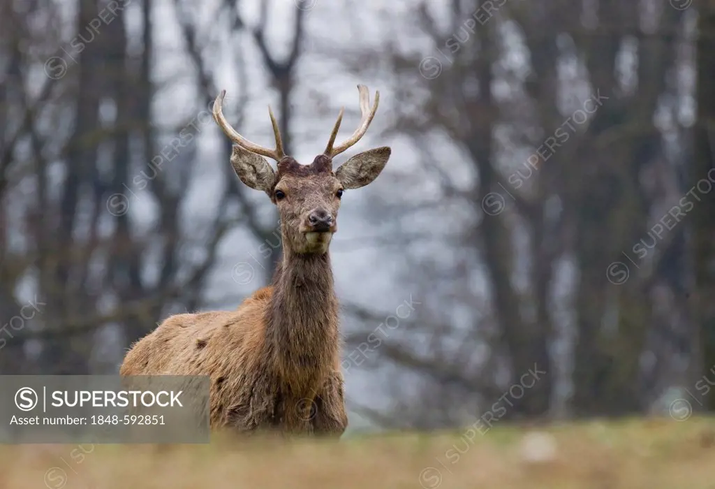 Red Deer (Cervus elaphus), wildlife park, Vulkaneifel district, Rhineland-Palatinate, Germany, Europe