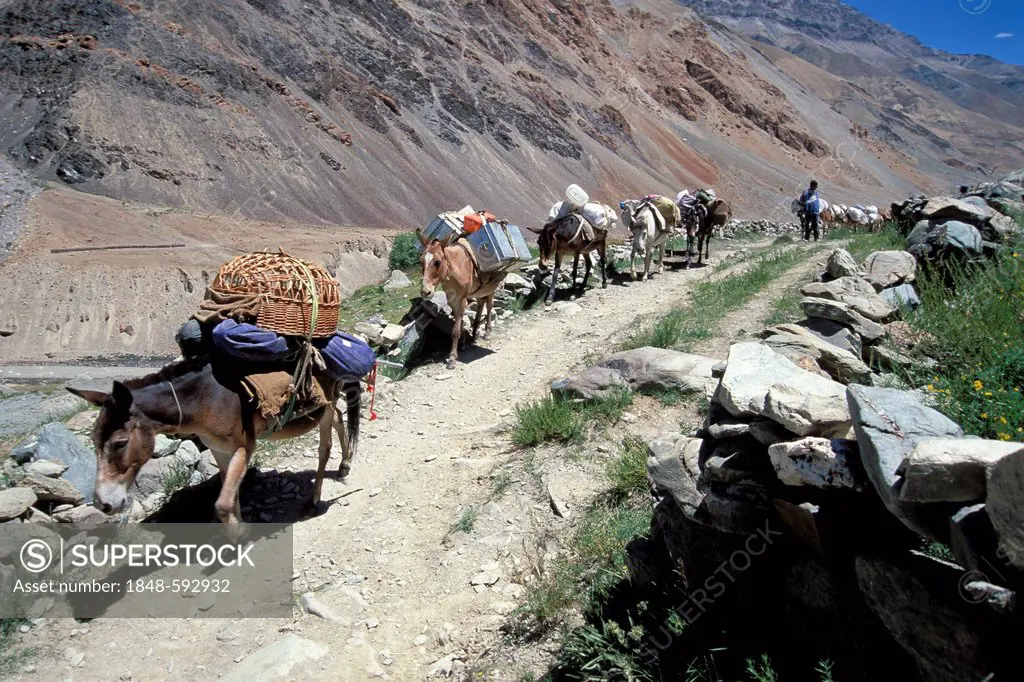 Laden donkeys near the village of Tetha, Zanskar, Ladakh, Indian Himalayas, Jammu and Kashmir, North India, India, Asia