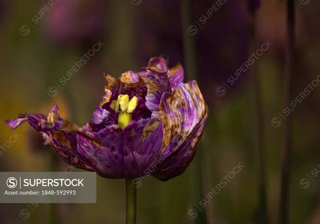 Tulip (Tulipa), withered, in a garden, Erfurt, Thuringia, Germany, Europe