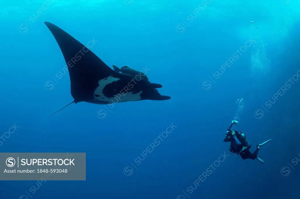 Scuba diver, underwater photographer taking pictures of Giant Oceanic Manta Ray (Manta birostris), Roca Partida, Revillagigedo Islands, Mexico, Americ...