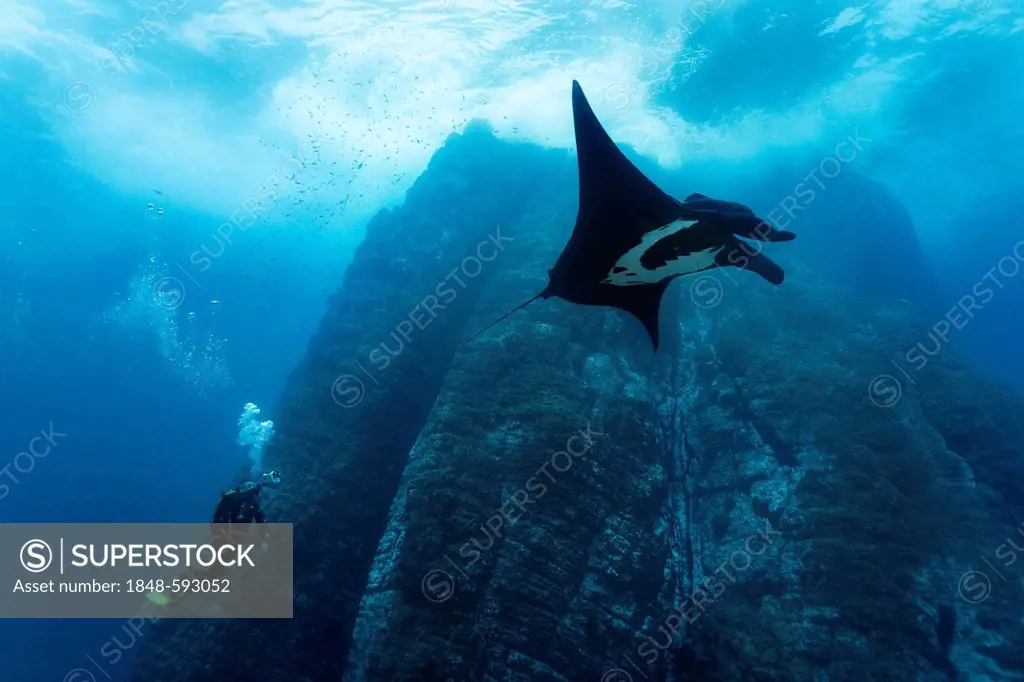 Scuba diver, underwater photographer taking pictures of Giant Oceanic Manta Ray (Manta birostris), underwater cliffs, Roca Partida, Revillagigedo Isla...