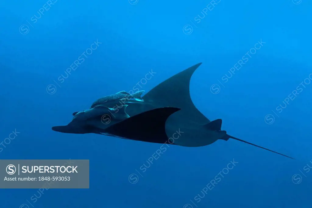 Giant Oceanic Manta Ray (Manta birostris) with two Remoras, Suckerfish or Sharksuckers (Remora remora), Roca Partida, Revillagigedo Islands, Mexico, A...