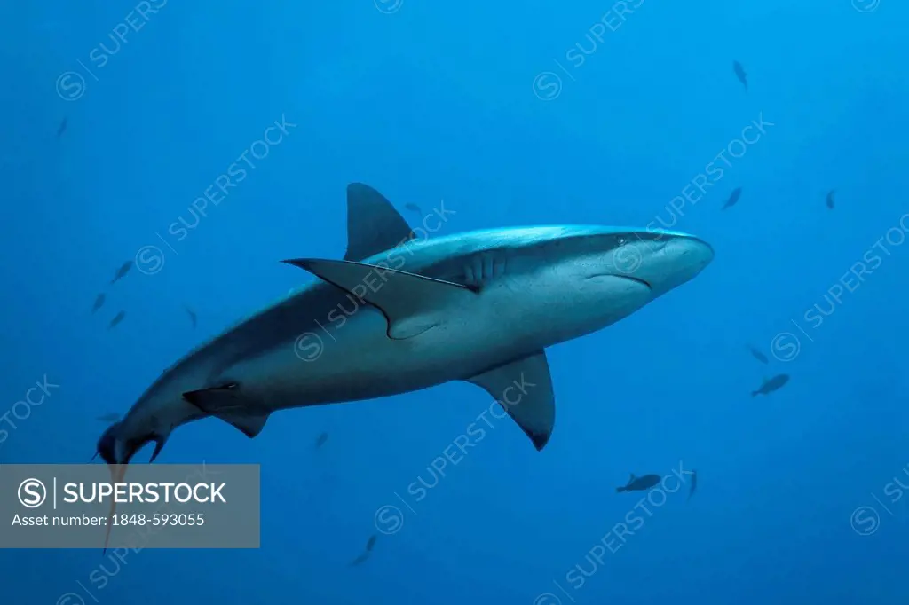 Galapagos Shark (Carcharhinus galapagensis), Roca Partida, Revillagigedo Islands, Mexico, America, Eastern Pacific