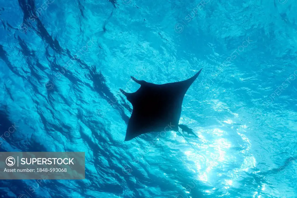 Giant Oceanic Manta Ray (Manta birostris), from underneath, swimming close to surface, backlit, silhouetted, Roca Partida, Revillagigedo Islands, Mexi...