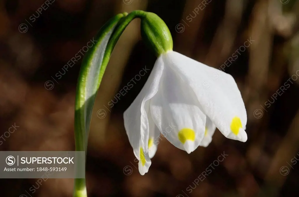 Spring Snowflake (Leucojum vernum), flowering