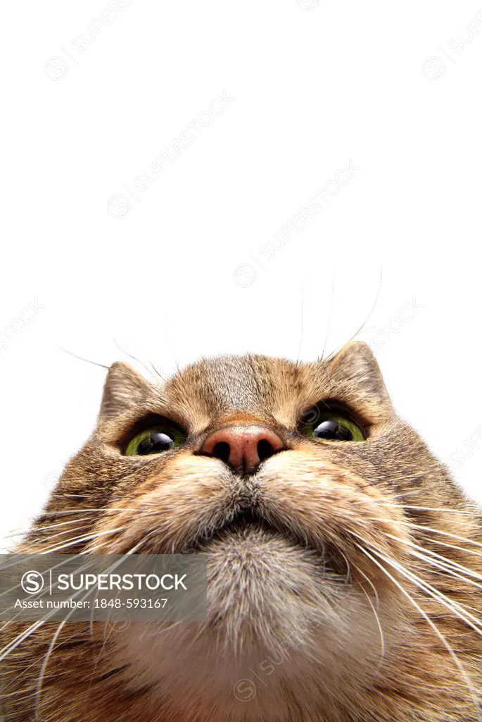 Cat's face in close-up, fisheye shot