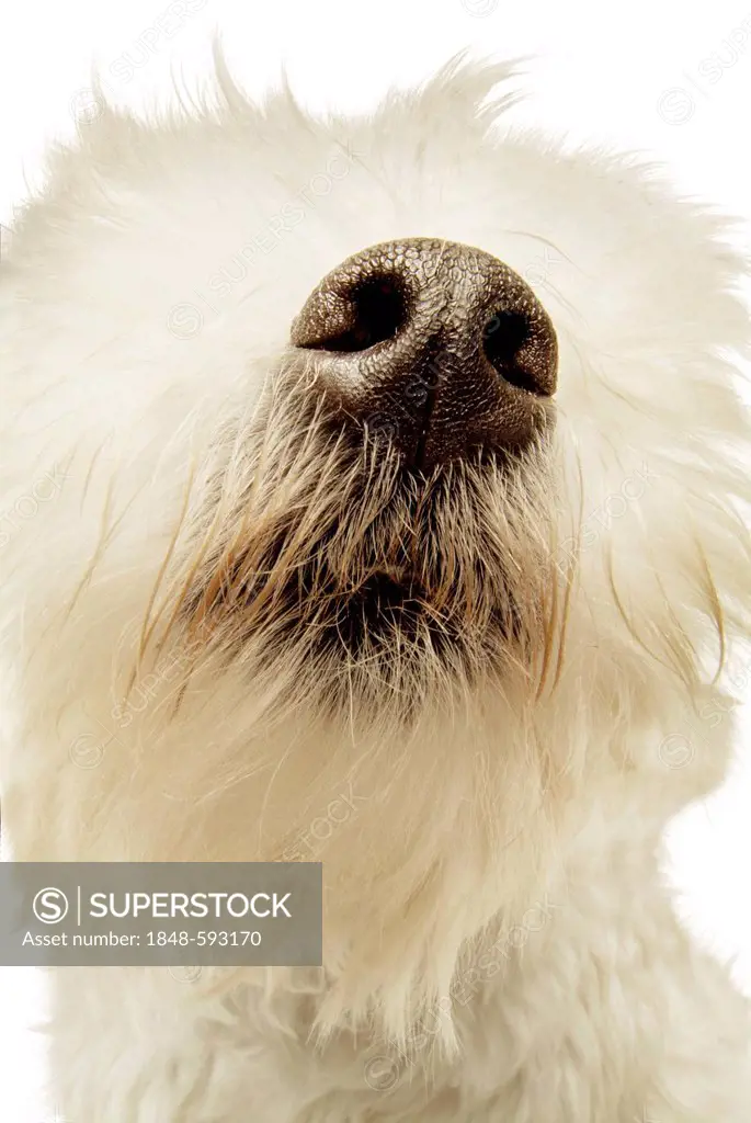 West Highland White Terrier with its nose in focus, sense of smell, without eyes, composing