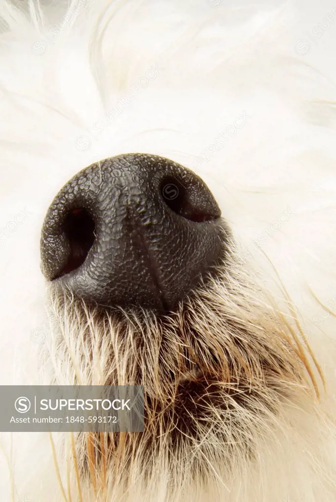 Close-up of a dogs nose, West Highland White Terrier, sense of smell
